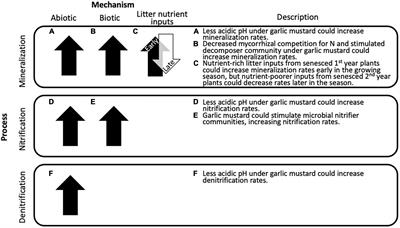 Accelerated gross nitrogen cycling following garlic mustard invasion is linked with abiotic and biotic changes to soils